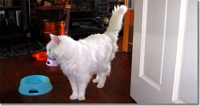 尻尾を立てる猫